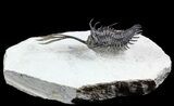 Trident Walliserops Trilobite - Flying Preparation #56498-1